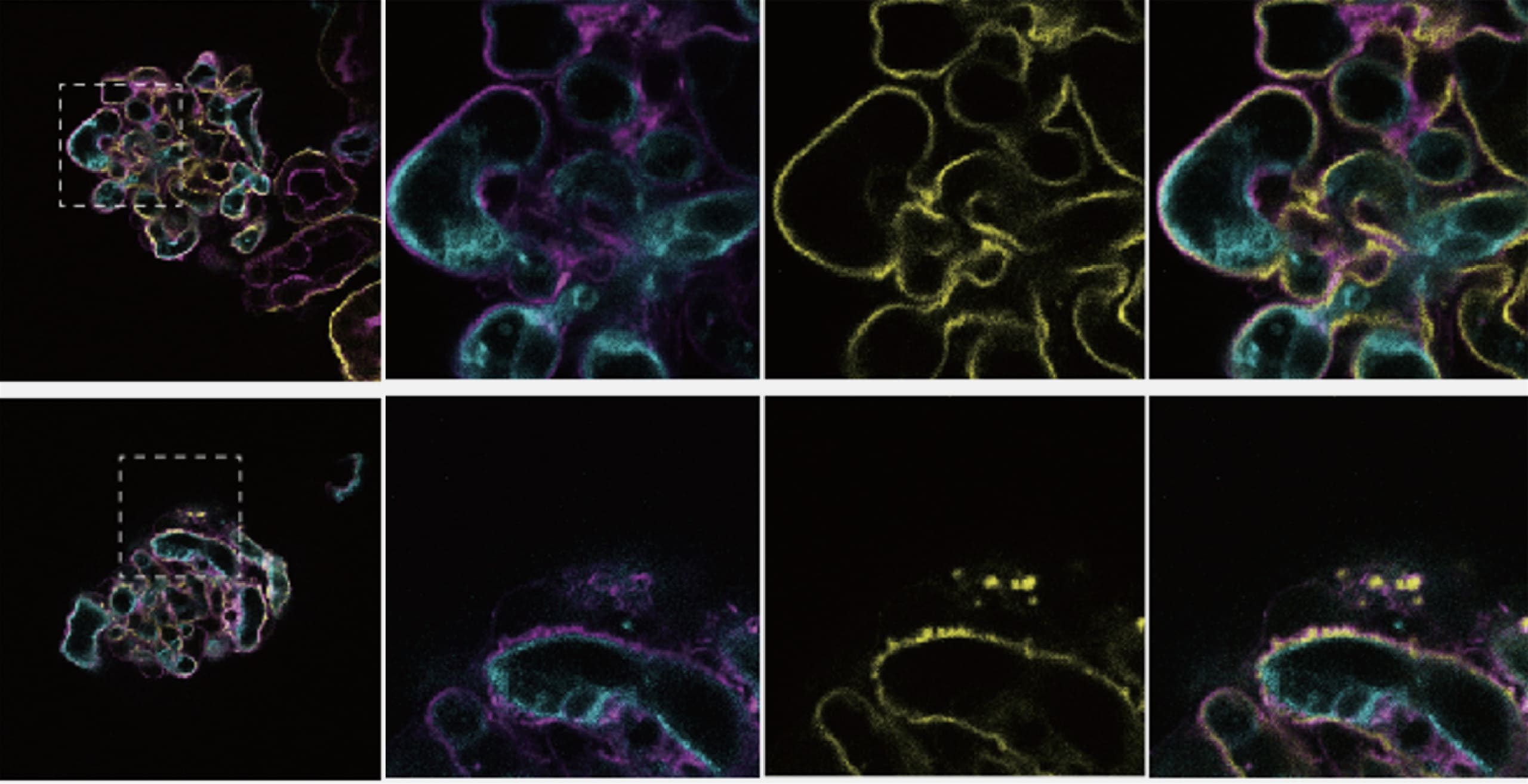 バイオフォトニクスイノベーション寄附講座写真06